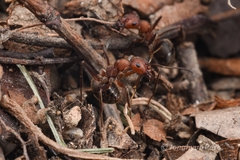 Formica truncorum