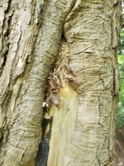 Lymantria dispar dispar