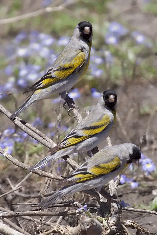 Lawrence's Goldfinch