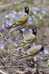 Lawrence's Goldfinch photo 4