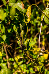 Justicia adhatodoides