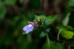 Justicia petiolaris