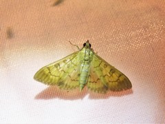 Mimorista trimaculalis