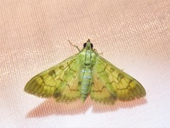 Mimorista trimaculalis
