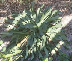 Goniolimon tataricum