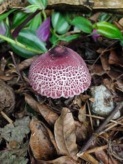 Leucoagaricus lilaceus