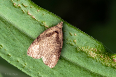 Olethreutes exoletum