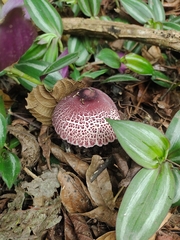 Leucoagaricus lilaceus