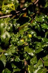 Maytenus peduncularis