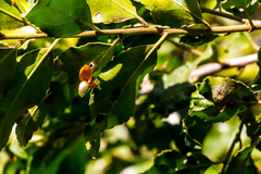 Maytenus peduncularis