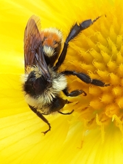 Bombus bifarius