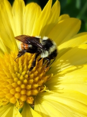 Bombus bifarius