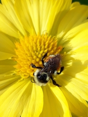 Bombus bifarius