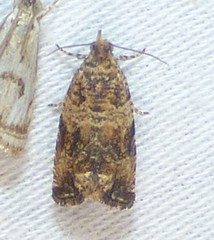 Celypha