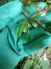 Crataegus spathulata