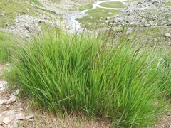 Agrostis agrostiflora