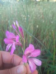 Gladiolus communis