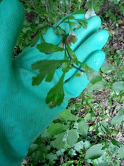 Crataegus spathulata