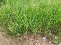 Agrostis agrostiflora