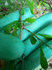 Crataegus spathulata