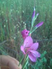 Gladiolus communis