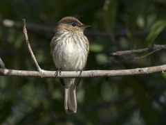 Myiophobus fasciatus