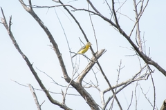 Passerina leclancherii