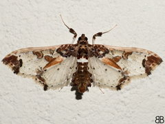 Neoleucinodes