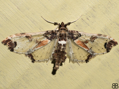 Neoleucinodes