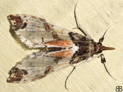 Neoleucinodes