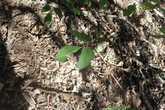 Rhoicissus tridentata