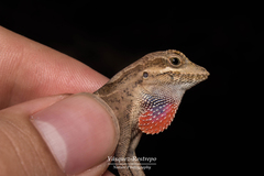 Anolis scypheus