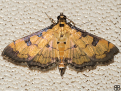 Ategumia