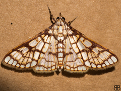 Haritalodes