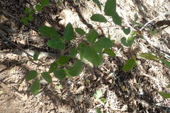 Rhoicissus tridentata