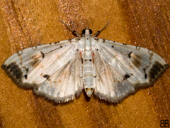 Pycnarmon