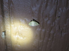 Crocidophora tuberculalis