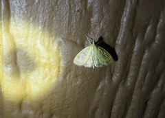 Crocidophora tuberculalis