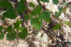 Rhoicissus tridentata