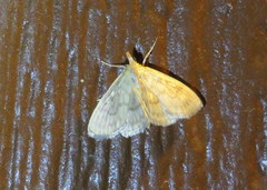 Crocidophora tuberculalis