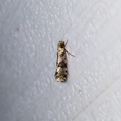 Scardiinae