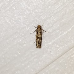 Scardiinae