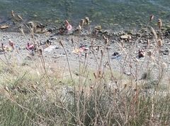 Papaver dubium stevenianum