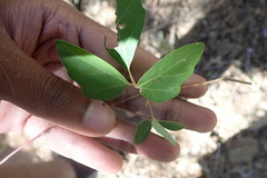 Rhoicissus tridentata