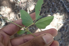 Rhoicissus tridentata