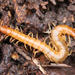Western Fire Centipede - Photo (c) Robin Gwen Agarwal, some rights reserved (CC BY-NC), uploaded by Robin Gwen Agarwal