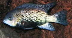 Pantano Cichlid photo 3