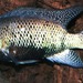 Pantano Cichlid - Photo (c) FishWise Professional, some rights reserved (CC BY-NC-SA)
