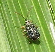 Dactylispa feae