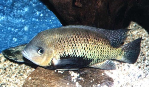 Pantano Cichlid